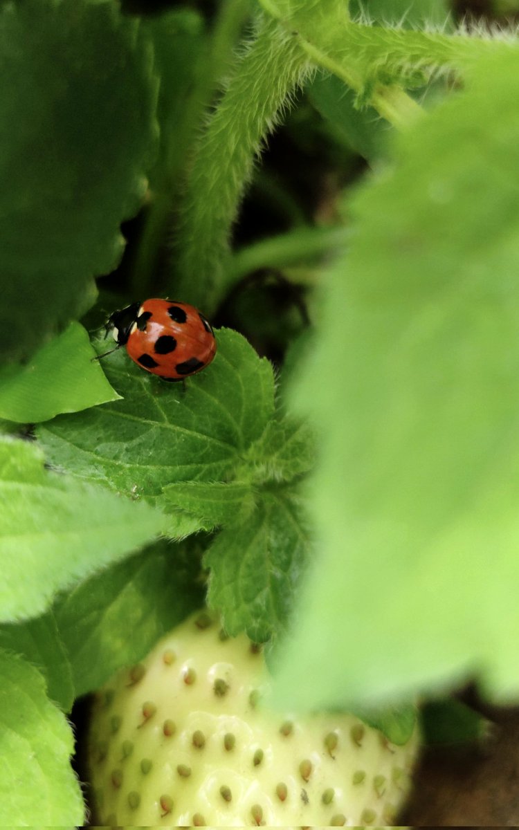 A seven spotted lady Bird for #InsectThursday #nature #biodiversity #NatureLover #NaturePhotography #TwitterNatureCommunity @IndiAves