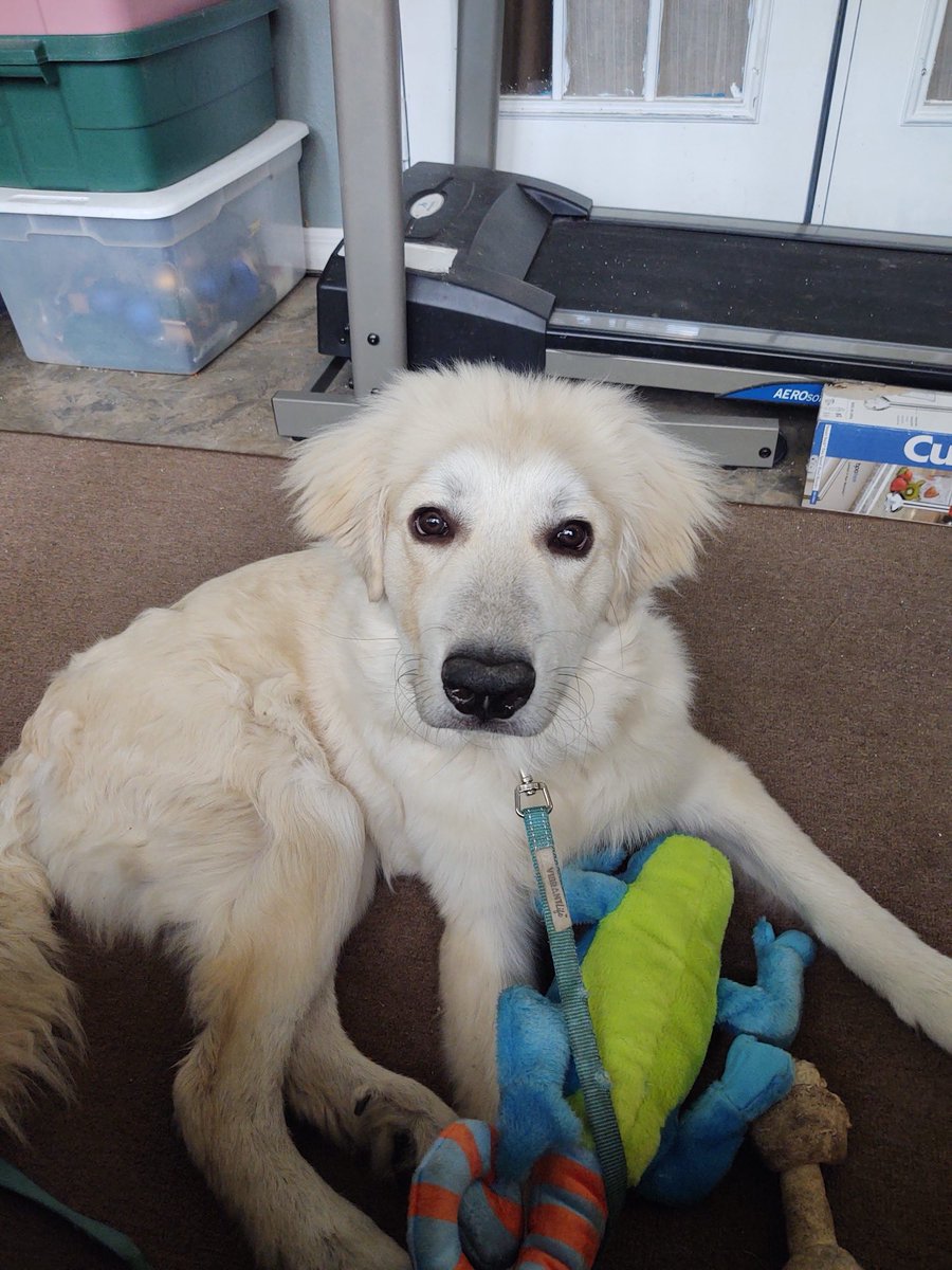 jessesgirl326's tweet image. #ThroughBackThursday! Loki with his helmet head! Lol