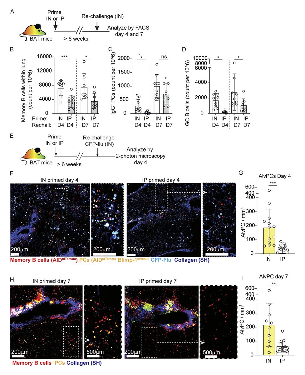 Study from MacLean et al. @ArnonGroup @KirOxford demonstrates that spatially distinct mechanisms evolved to support pulmonary secondary plasma cell responses, and it reveals a specialized function for resident memory B cells as guardians of the alveoli hubs.la/Q02v4KmV0