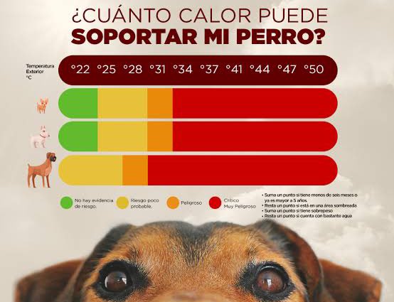 Debido a estas altas temperaturas por la #OlaDeCalor el pavimento puede alcanzar los 52 grados y lastimar las patitas de los peludos. Cuidemos a los perritos. #AdoptaNoCompres #DueñoResponsable