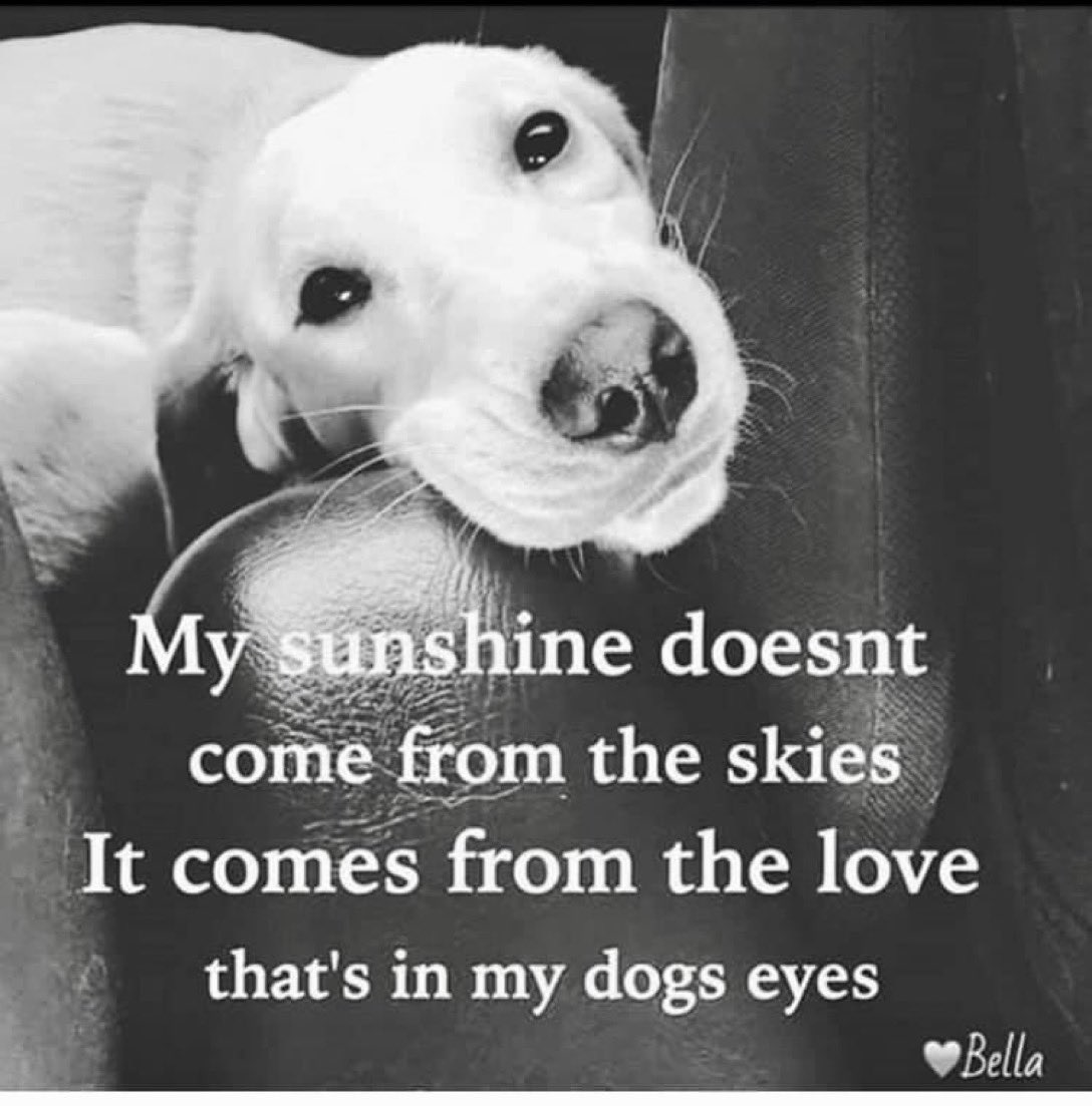 I feel truly humbled in the company of a dog. Dogs are angels. They love unconditionally, forgive immediately, are the truest of friends, willing to do anything that makes us happy. “A dog is the only thing on earth that loves you more than he loves himself.” Harry 👍💕