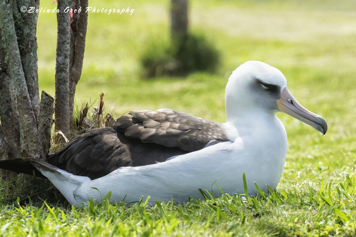 Some of the Laysan Albatross have made themselves at home in human habitats, nesting in Princeville neighborhoods, where the residents seem very protective of them. fineartamerica.com/featured/laysa…