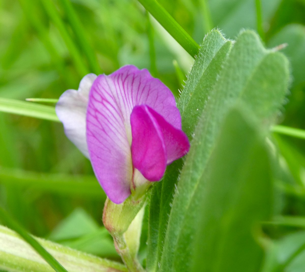 Purple and magenta gems of vetch along the #Oxford canal 💜🩷💜 Vetch has a 'papilionaceous' flower form - said to resemble butterflies, hence the name🦋 #FlowersOnFriday