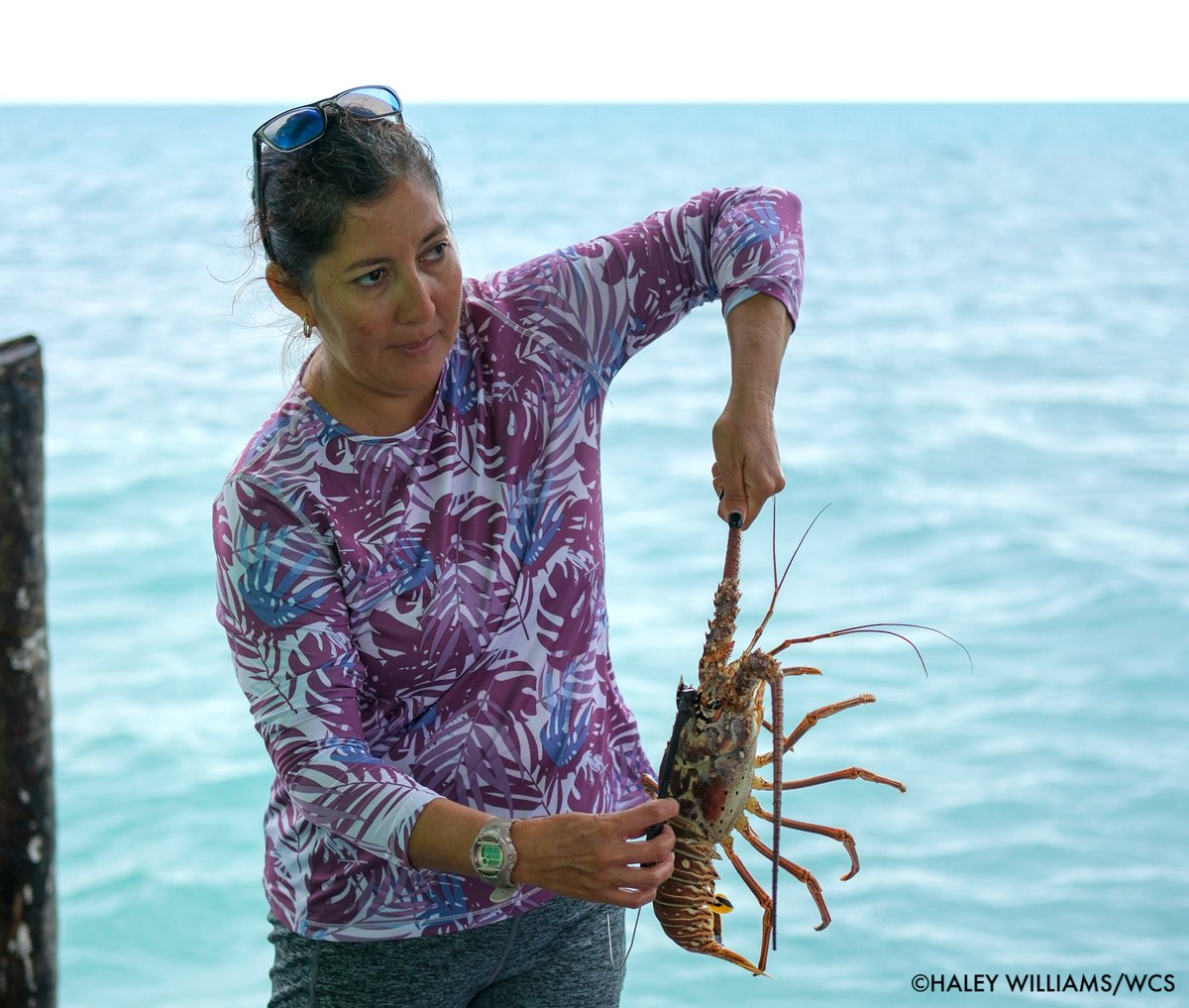 LISTEN: As climate change worsens, coral bleaching, overfishing, and pollution have degraded marine environments and threatened livelihoods. Recognizing this, WCS Belize is working to empower fishing communities to manage marine resources. apple.co/3WDEipt #WCSWildAudio