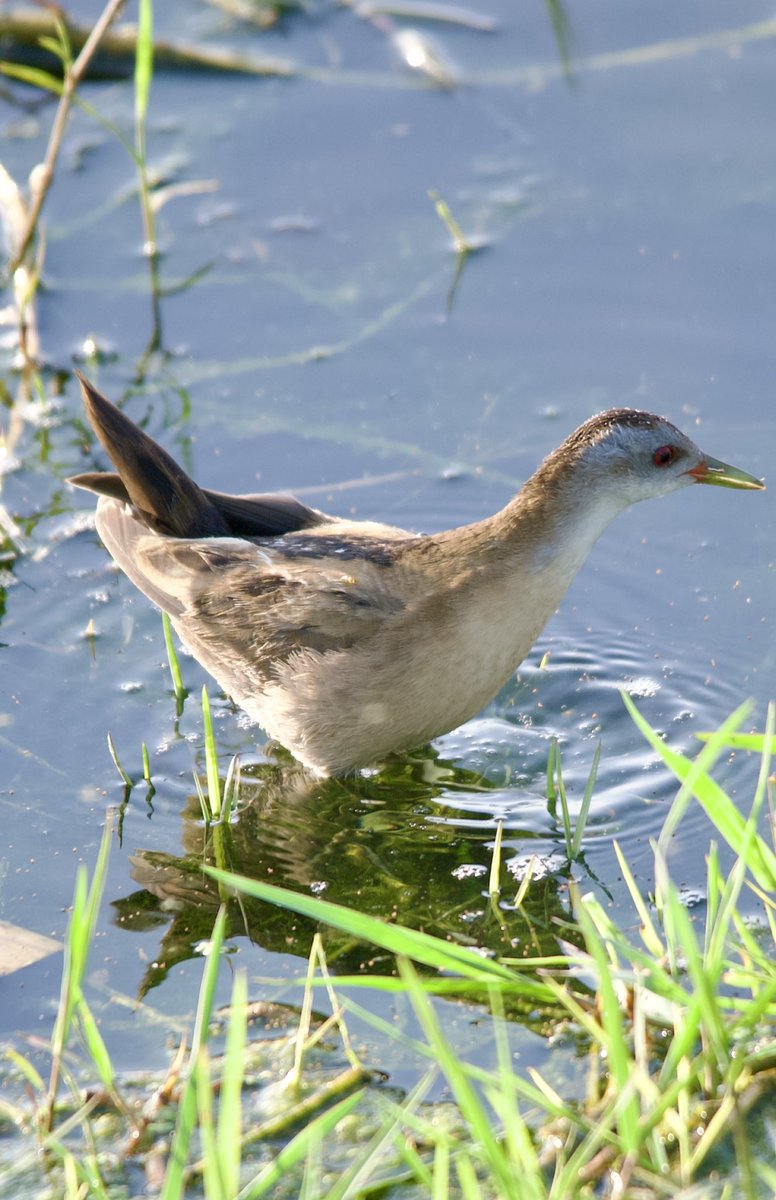 Little crake - Zapornia parva - Bataklık suyelvesi 

#BirdsSeenIn2024 
#birdwatching #birdphotography #BirdsOfX #naturelovers #GardenersWorld
#NaturePhotography #NatureBeautiful #flowerphotography #wildlifephotography #nikonphotography #hangitür