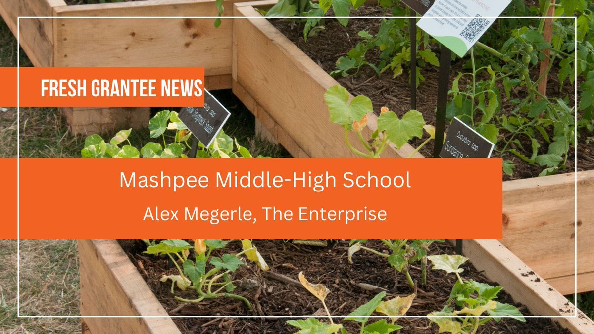 This round's MA FRESH Grantees are making a splash! Check out these articles from @capenewsdotnet about @MashpeeSchools's plans to use grant funding to build school gardens and use the produce in school cafeterias! #FoodSovereignty buff.ly/4bfSjOh buff.ly/3JC5mh8