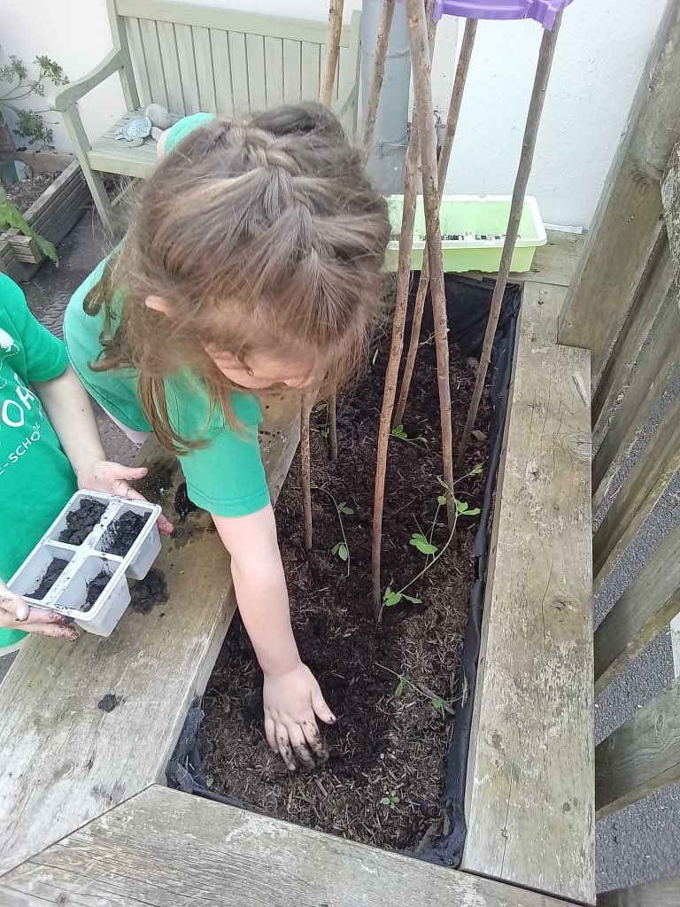 Today was a great day for planting out our sweet peas that we had sown into cells three weeks ago. We are looking forward to seeing them grow and see what beautiful colours the flowers are! @RHSSchools @NewForestSussed