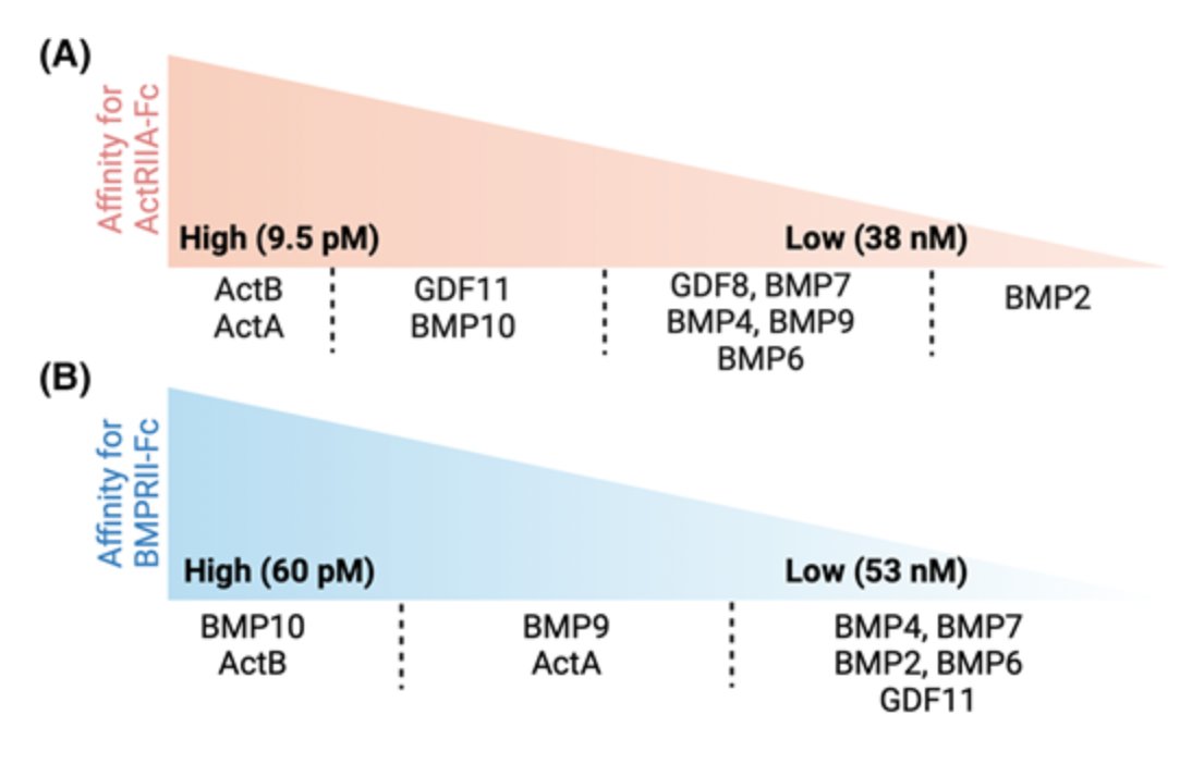 Our new mini-review on BMP Signalling in PAH is out 👇
doi.org/10.1042/BST202…
#BMPR2, #PAH,#Sotatercept
@PPPublishing, @HLRI_Cambridge, @Cambridgecardio