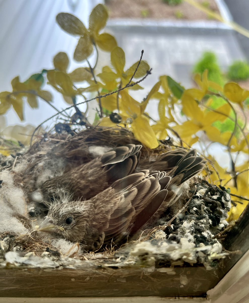 Birdy Update! 🪺These little fluffs are chirping and active…that is until I try to sneak a pic. Then it’s, “form of … a statue!”