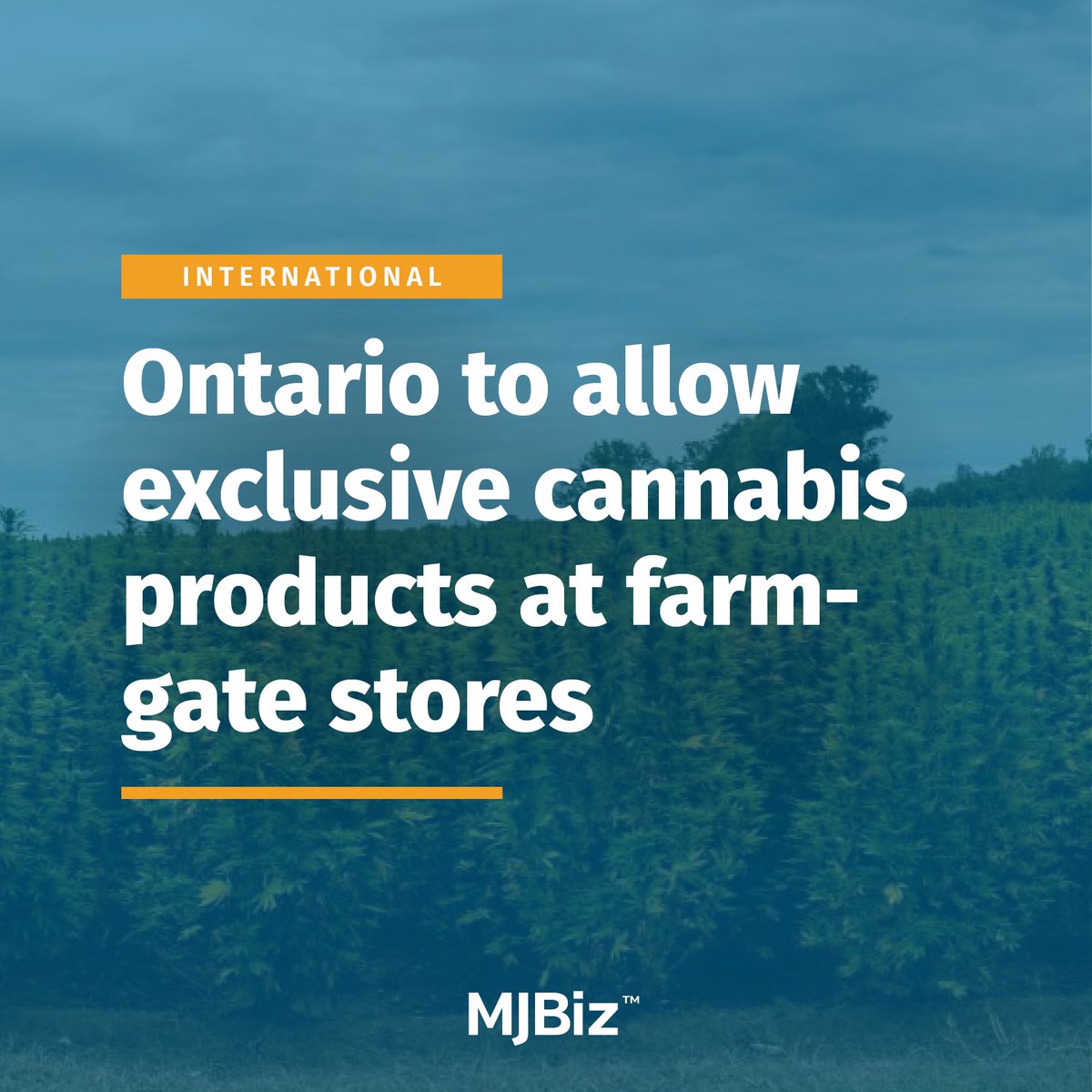 Licensed cannabis producers in Ontario, #Canada, will be permitted to stock exclusive offerings at shops located on-site at production facilities, better known as farm-gate stores. Check out the full article: bit.ly/3US3uqT (Photo by mynewturtle/stock.adobe.com)