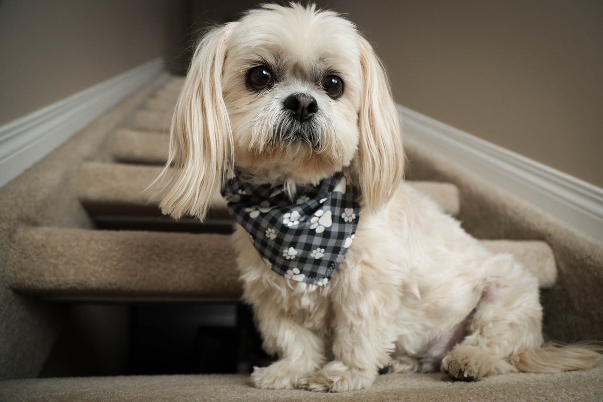 emlinn15's tweet photo. Waffles loves his bandanas and Peanut Butter &amp; Banana Cookies. And wants to share them. Message me to look good and for some treats https://t.co/j8OD3KGIAo