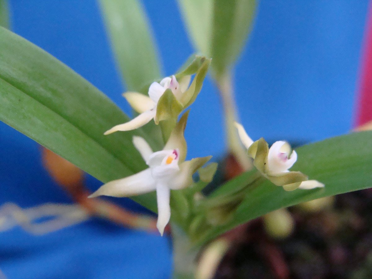 Encyclia pygmaea. Aka Prosthecea pygmaea. A Florida native (I didn't know that). #orchids #species #flowers