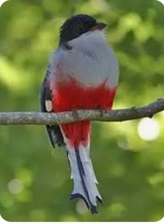 🦜 Hoy el Día Internacional de las Aves con la finalidad de concienciar a todo el mundo sobre el cuidado y la conservación de estas especies. Curiosidades 🦜El huevo del colibrí es el huevo de pájaro más pequeño del 🌎; El huevo del avestruz, el más grande del 🌎#HistoriaAlDía