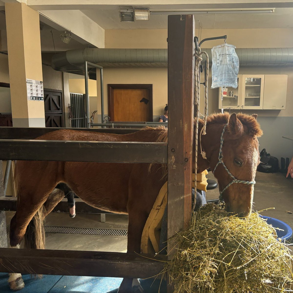 🚨AGORA: O cavalo Caramelo, que foi resgatado em cima de um telhado nas enchentes do Rio Grande do Sul, já acordou e está se alimentando.