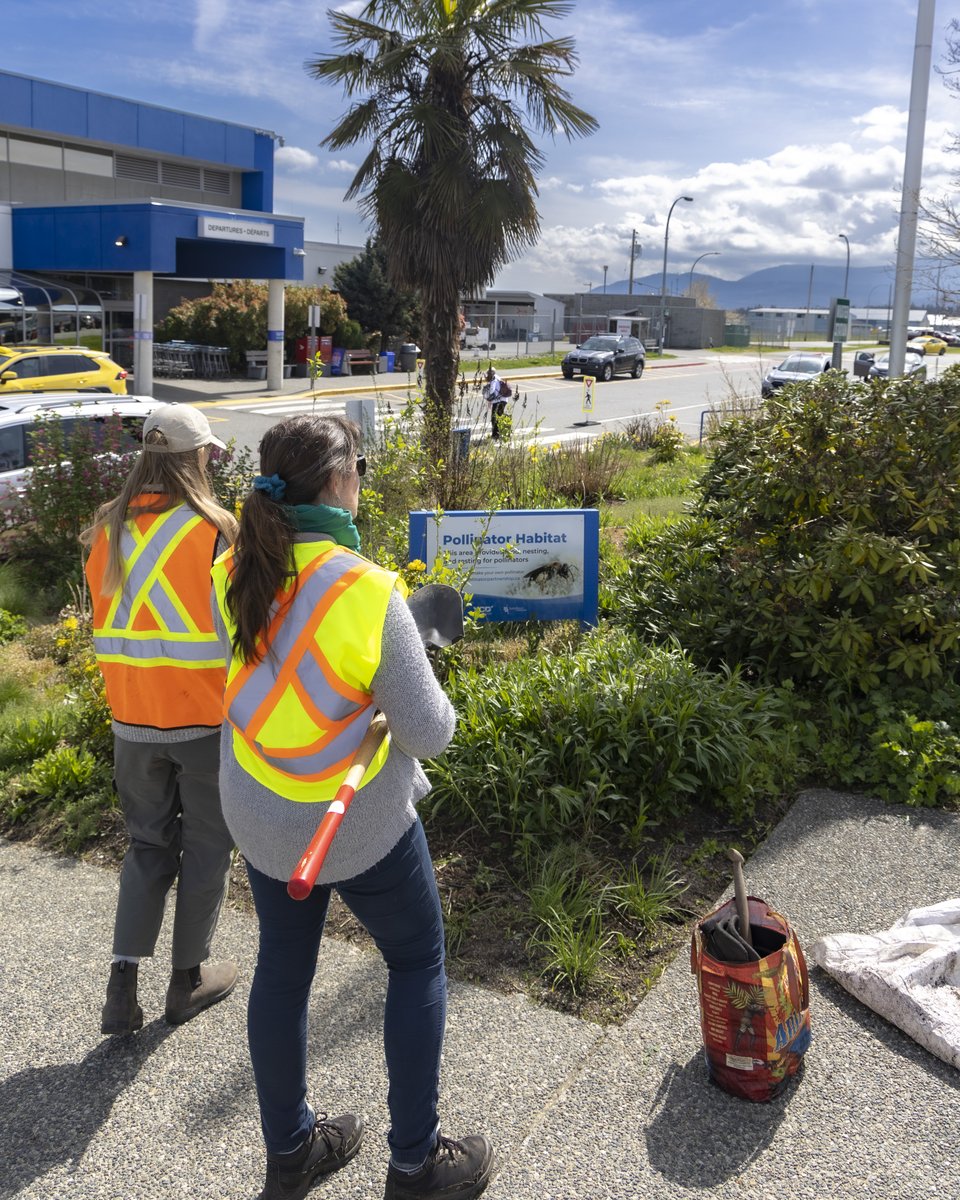 Amidst the hustle and bustle of automobiles and planes, nature thrives under the watchful eye of the team at Satinflower Nurseries, reminding us of the beauty and importance of these tiny but essential creatures. 🌺🐝                  

#flyYCD #VancouverIsland