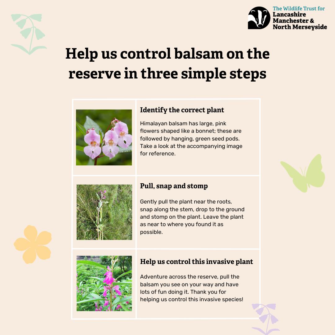 We need your help! 👇 We are asking visitors to help us pull himalayan balsam on their next visit to Brockholes. This simple task is great fun for the whole family and helps us control this invasive species. Follow the three simple steps detailed below and get started! 🌿