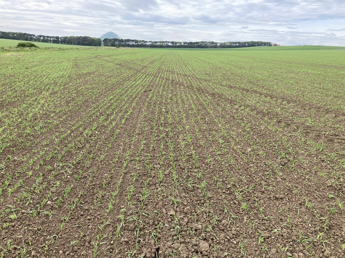 AHDB_Scot's tweet image. Spring crops at the East Lothian Monitor Farm enjoying the warm weather at long last !!! The view was good too!! @AHDB_Cereals @monitorfarms