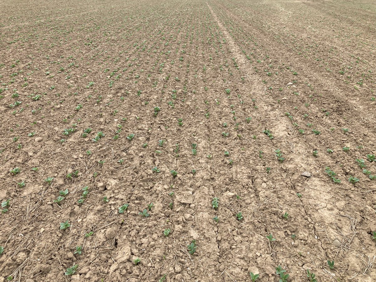 AHDB_Scot's tweet image. Spring crops at the East Lothian Monitor Farm enjoying the warm weather at long last !!! The view was good too!! @AHDB_Cereals @monitorfarms