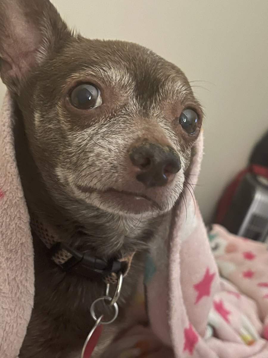 My heart is heavy. Today is the day I had to make the tough decision to let my bff of 15 years go over the rainbow bridge 🌈 she had kidney failure, a seizure and can not walk well. #dog #love #chiweenie #euthanasia #mybff #goinpeace