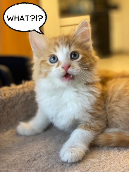 Handsome boy Hosta just found out when he and his siblings will be going up for adoption! #adoptakitten #adoptablekittens #hshp petfinder.com/cat/may-flower…