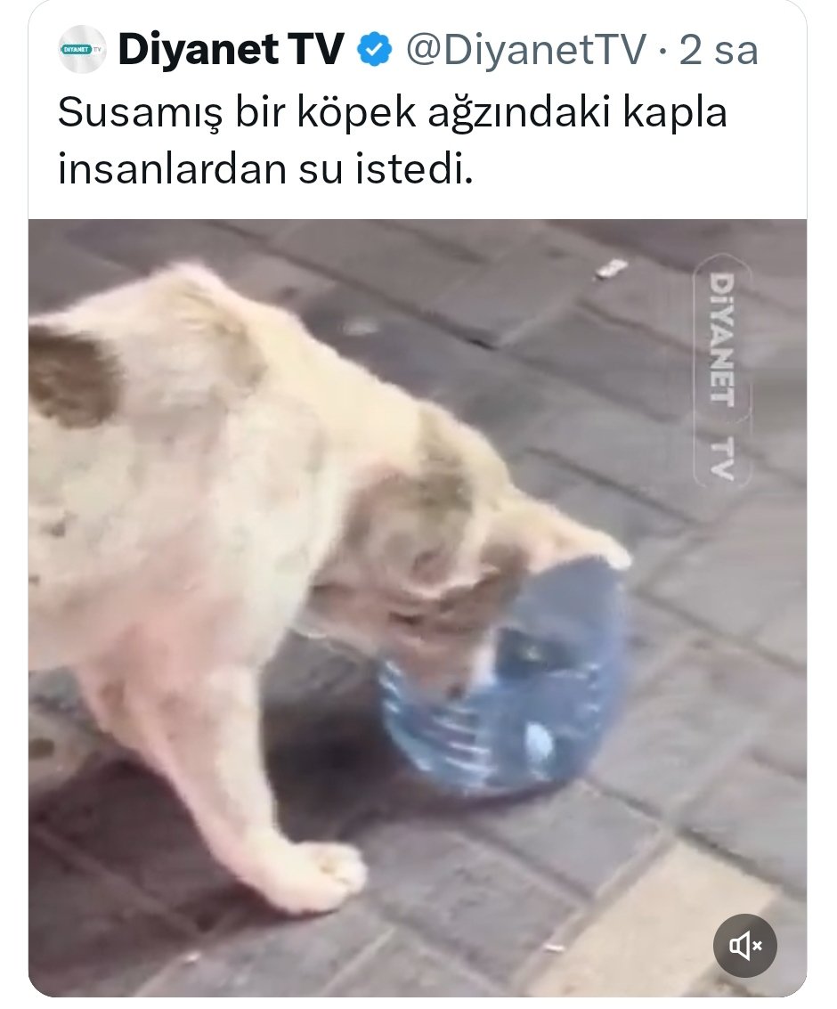 Çok net belliydi de başıboş köpek vahşetinin zirve yaptığı şu günlerde siyasetçisi şarkıcısı Diyanet tv si köpek güzelliyor ise tek merkezden yönetildikleri kesinleşti,ulan siz hristiyanların diyaneti ile ilgilenin, Müslümanlarınki ile Sn. @M_Boynukalin ilgilenir. Sildiler tweeti