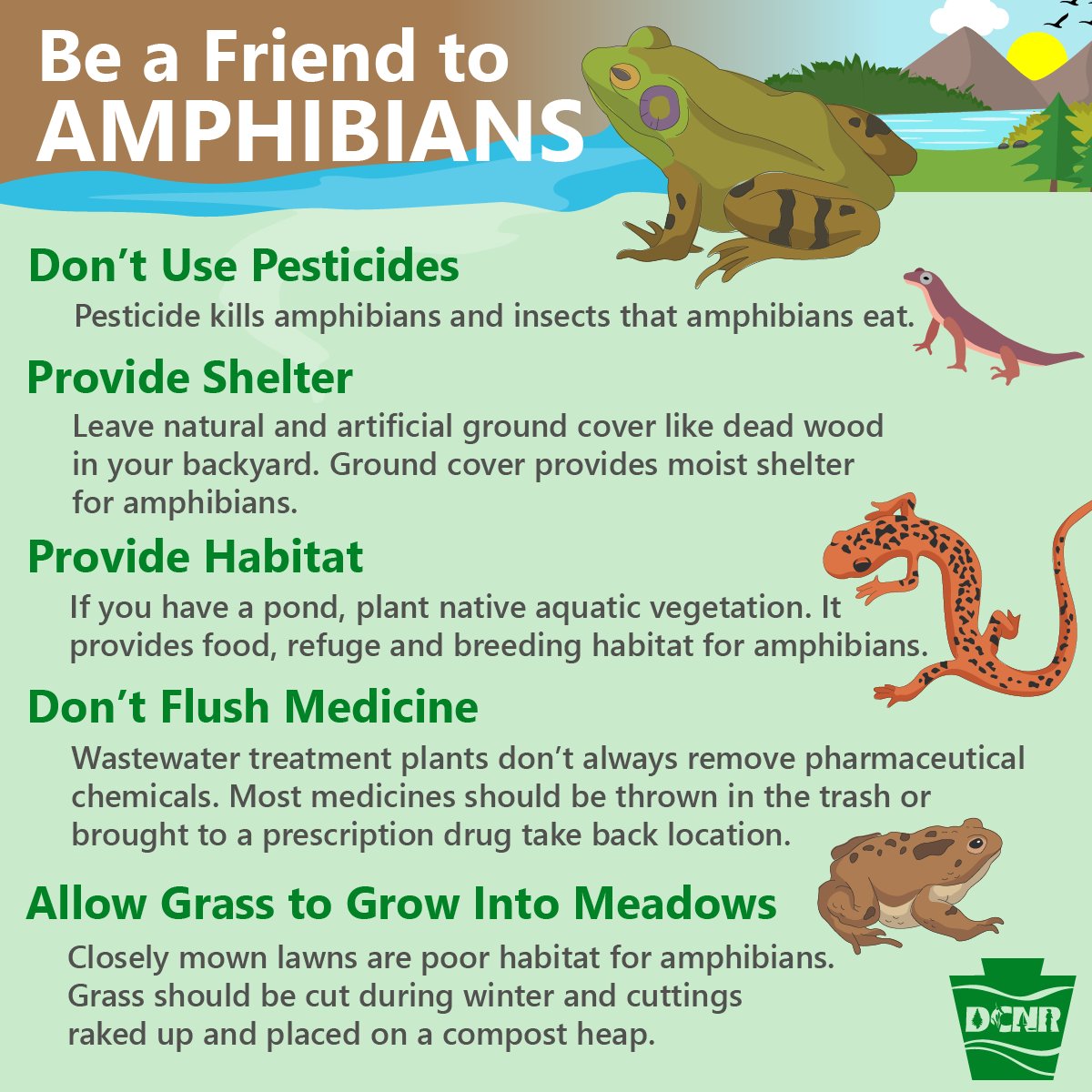 There are 30+ species of amphibians in PA. They eat insect pests and are a central part of many food webs. They are vulnerable to drought and toxic substances, so they are great indicators of ecosystem health. Here are some tips to be a friend to amphibians ⤵️ #AmphibianWeek