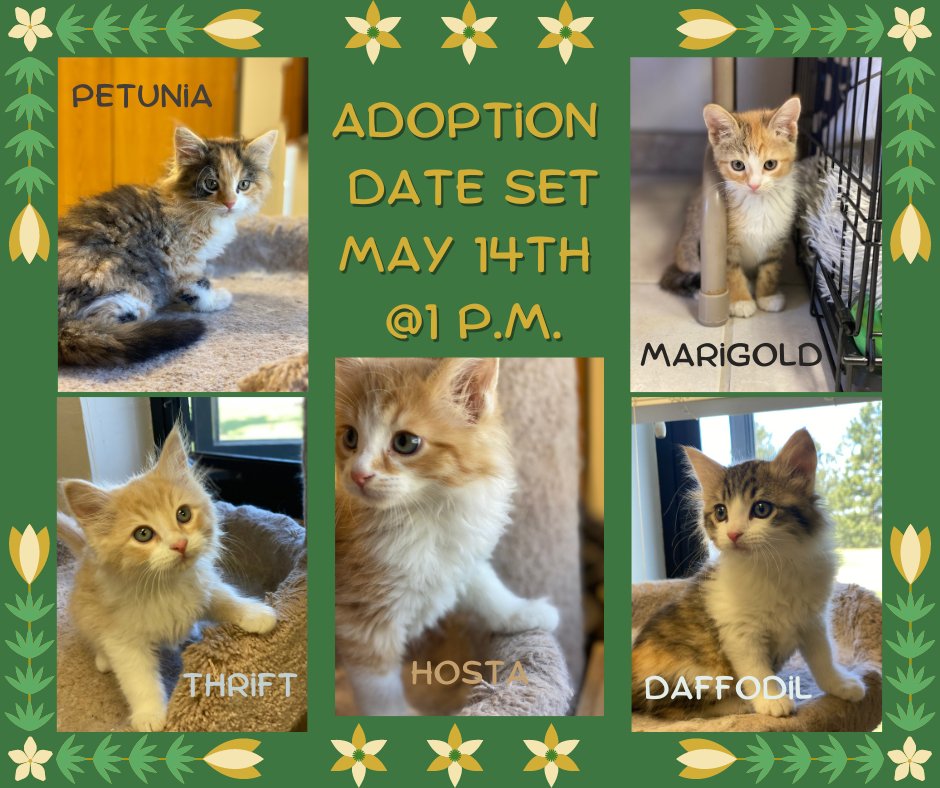 We are excited to announce that our first litter of springtime kittens will be going up for adoption next week! To learn more about our 🌸May Flower Kittens🌼 and the adoption process check out their petfinder listing⬇️ #adoptablekittens #adoptakitten 
petfinder.com/cat/may-flower…