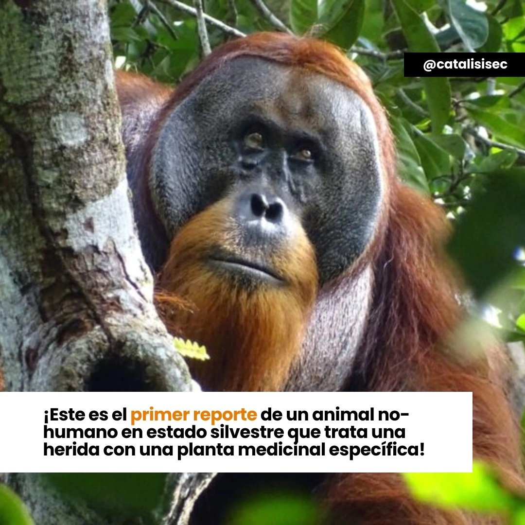 Conoce a Rakus 🦧, un orangután que utilizó las hojas de una liana con propiedades medicinales científicamente comprobadas para curar una herida.
¡Este es el primer reporte de un animal no-humano en estado silvestre en utilizar plantas medicinales para tratar una herida!