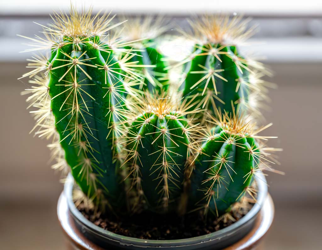 Schon gewusst? 🌵🌵🌵 Der 10. Mai steht für den internationalen Tag des Kaktus (engl. Cactus Day). Ein stacheliger Bericht. #TagdesKaktus #NationalCactusDay #WorldCactusDay #10Mai #Kakteen #kuriosefeiertage
kuriose-feiertage.de/internationale…