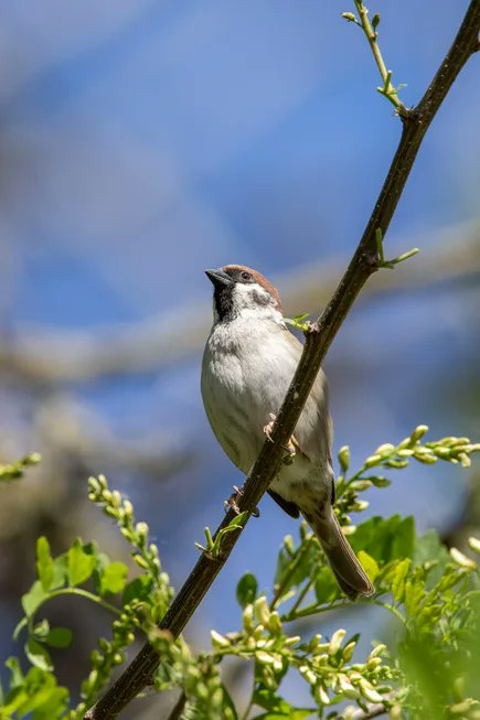 Eurasian tree sparrow (German: Feldspatz)🌼