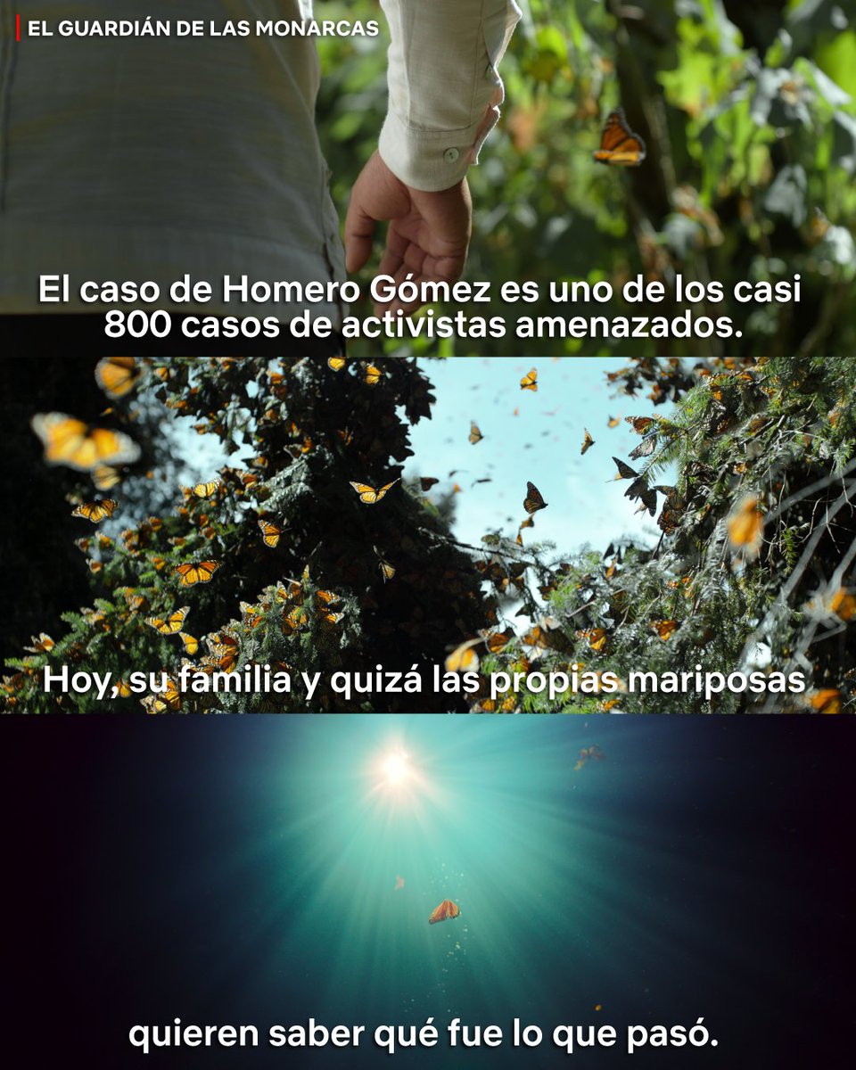 El activista Homero Gómez era gran defensor de la conservación de mariposas monarca en Michoacán... hasta que desapareció. El documental 'El Guardián de las Monarcas' ya está disponible.