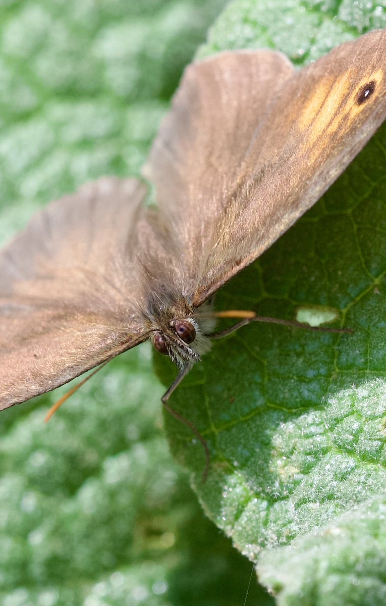 Turkish meadow brown - Maniola telmessia - Doğu çayır esmeri

#NaturePhotography #naturelover #bugs #insects #spiders #bees #butterflies #wildlifephotography #flowerphotography #GardenWildlife #GardenersWorld #nikonphotography #nikonz6ii #macrophotography #SIGMA  #hangitür