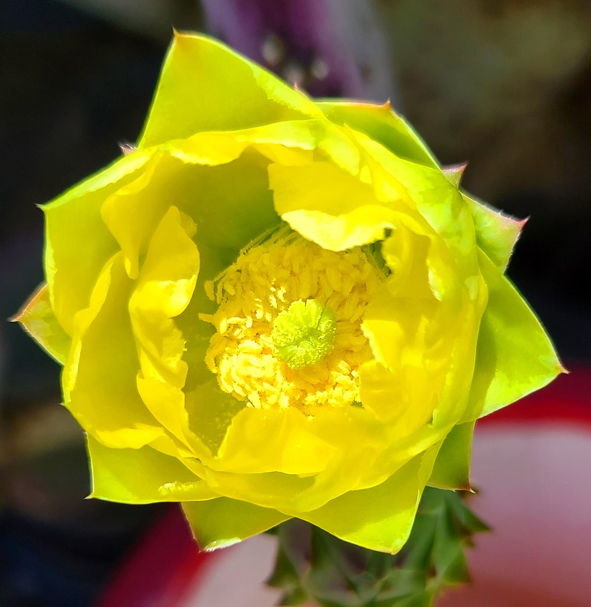 That time of year the Sonoran Desert shines with the beauty of cactus flowers #Desert #Cactus #sonorandesert #flowerphotography #Flowers #cactusflowers #Tucson #Arizona #enjoynature #GardeningX  #ExploreWest #arizonadesert #southwestusa #desertliving #exploreaz #pricklypearcactus