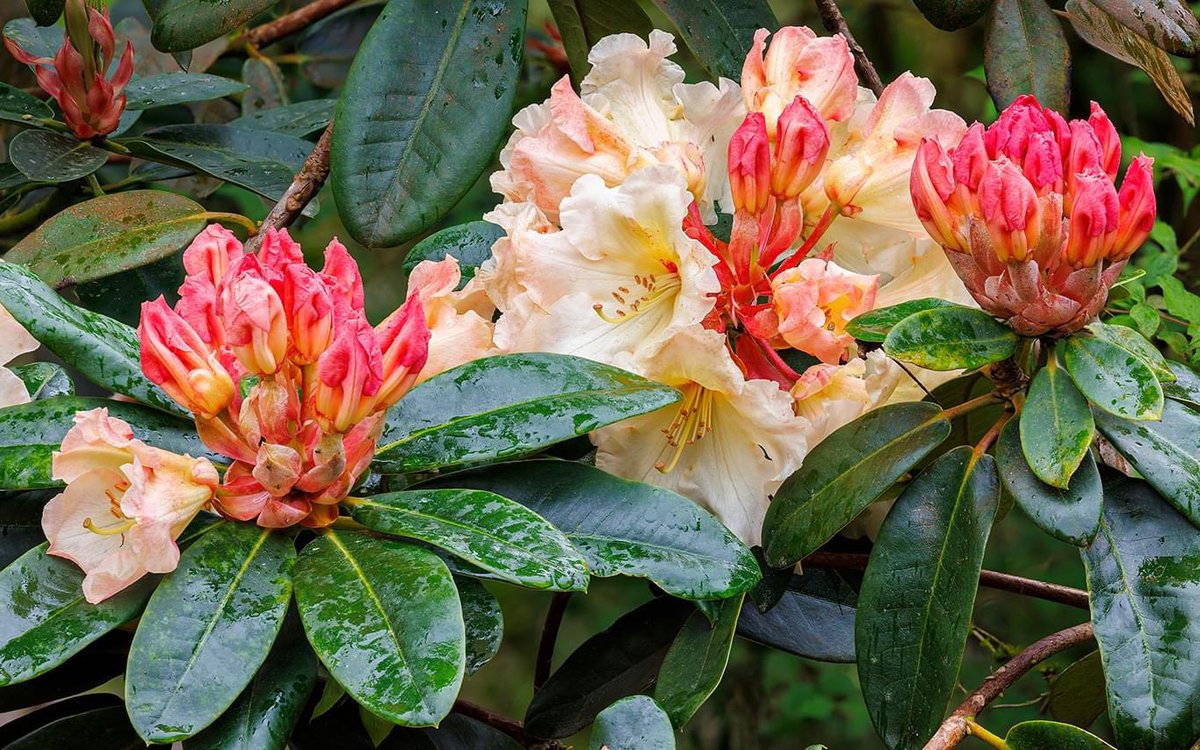 Something we always look forward to in mid-spring at Aberglasney is the arrival of glorious Rhododendron flowers in our Asiatic Garden and Bishop Rudd’s Walk ⛩ They look fantastic contrasted against their shiny lush green foliage, and of course provide a heavenly sweet scent.