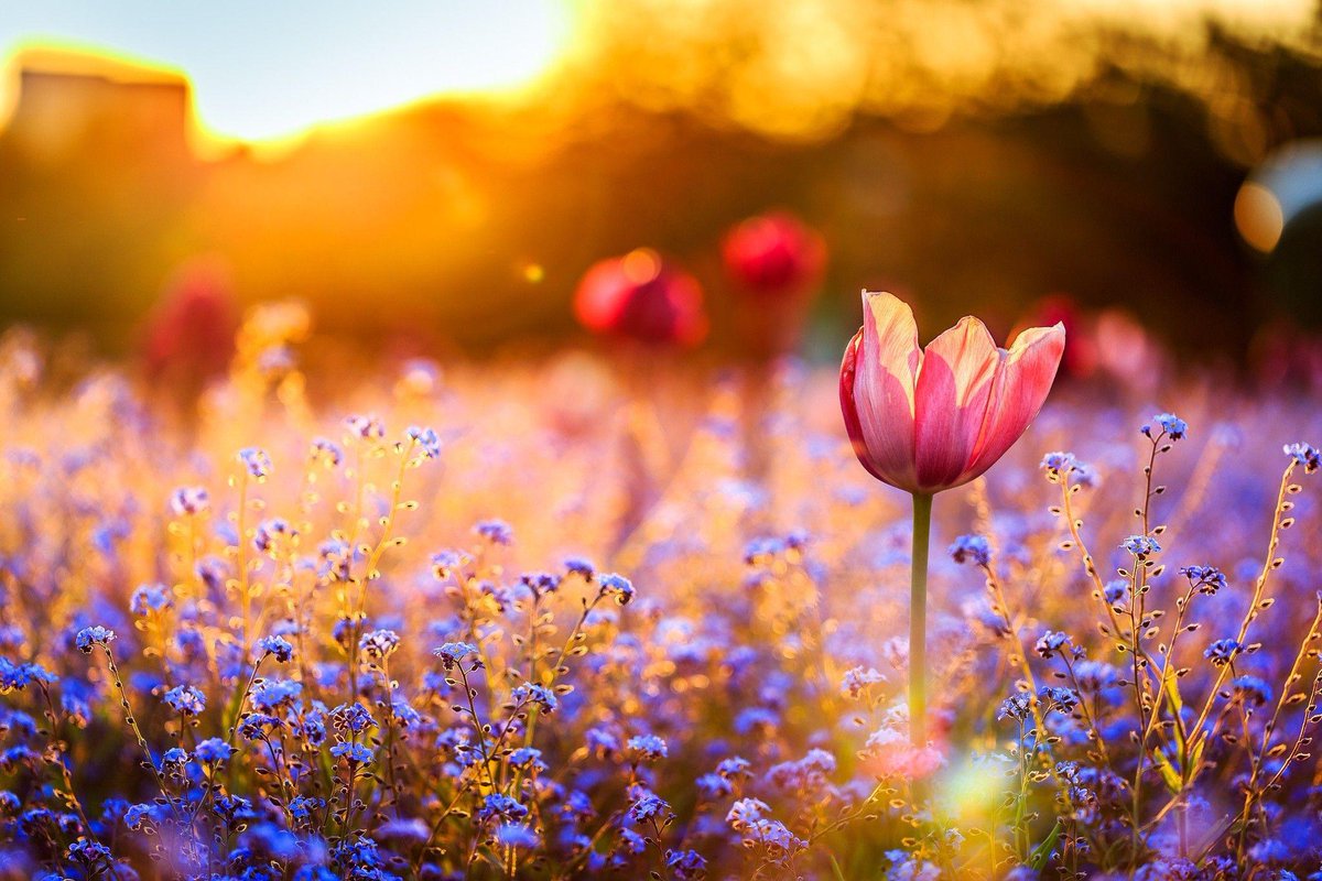 #ThursdayThoughts ~ 'What potent blood hath modest May.' Ralph Waldo Emerson, May Day. 🥀 #spring #May #Literature #poetrylovers #WritingCommunity #thursdayvibes #ThursdayFeeling