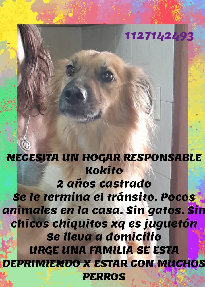 Koky fue rescatado moribundo piel y hueso. Tuvo hasta cáncer en la boca. Ya hace más de un año y hoy está para encontrar una familia. No es un perro grande. Es tamaño coker. Un dulce besuquero. Ayúdanos a difundir sino podés integrarlo a tu familia
#adoptanocompres #adopta