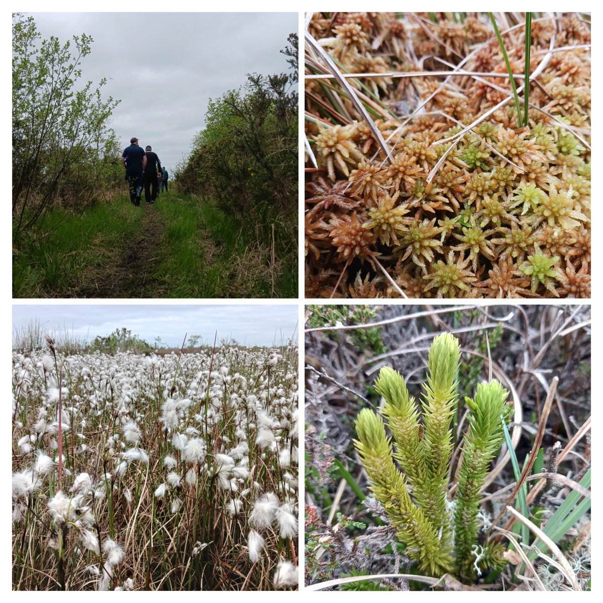 Consulting with local communities on the implementation of the National Raised Bog Restoration Programme is a key component of our team's work. This week, we were at Crosswood Bog SAC (Co. Westmeath) discussing how to make restoration and amenity uses compatible.