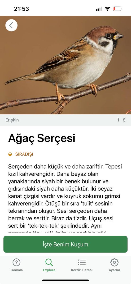 @alpertuydes Bu serçenin ötüşü çok güzeldi ben daha farklı bir şey bekliyordum ama Ağaç serçesi çıktı. Sonra Sıradışı olduğunu görünce çok sevindim. Elimde telefon deli gibi sokakta dolanıyorum... görenler kesin ''kafayı yemiş bu'' diyordur :)