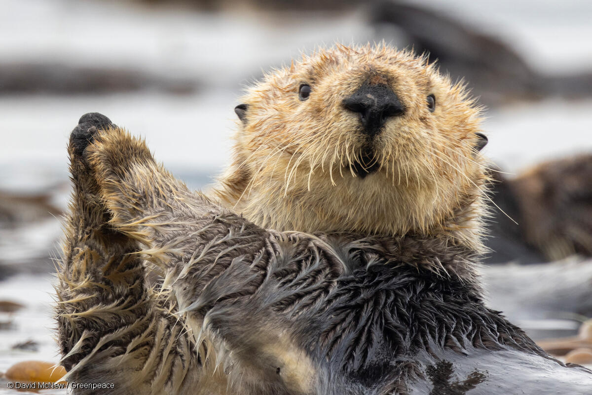 This is a Sea Otter Appreciation post. Protect Sea Otters, #ProtectTheOceans 💙