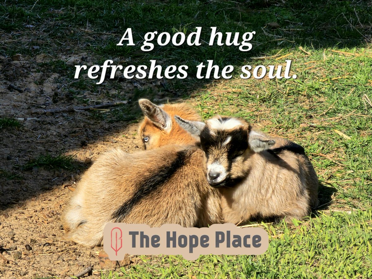 When someone is down,  offer them a hug.  It increases oxytocin in the brain which can help calm their nervous system.  A good meaningful hug is refreshing and healing.  Take time for the snuggles.  #happymoments #calm #healing #livingthings #animalsofig