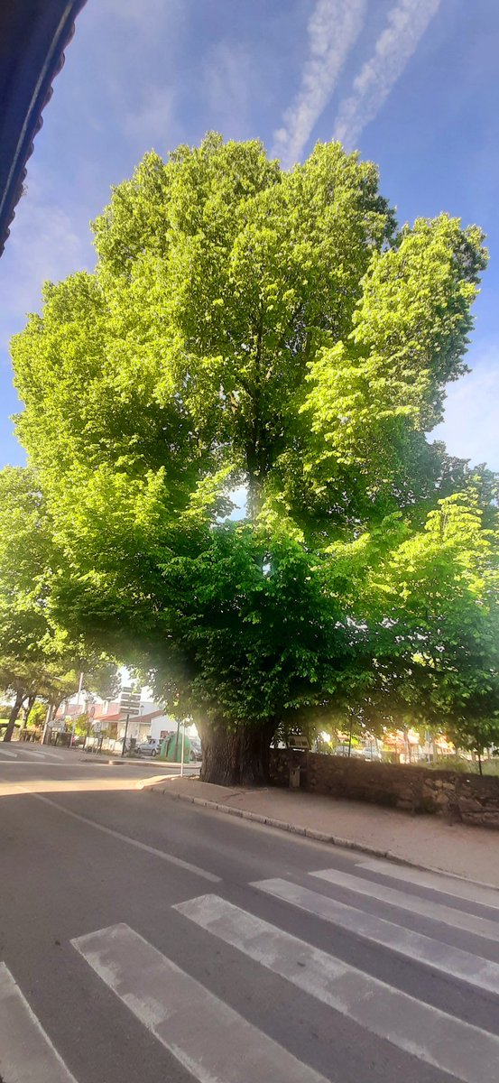 Nuestro olmo, cada primavera renace con más fuerza, recordándonos que la vida, a pesar de todo, se abre camino. Más de 300 años tiene la criatura. Buenas noches y felices sueños, querido equipo 💚💚💚