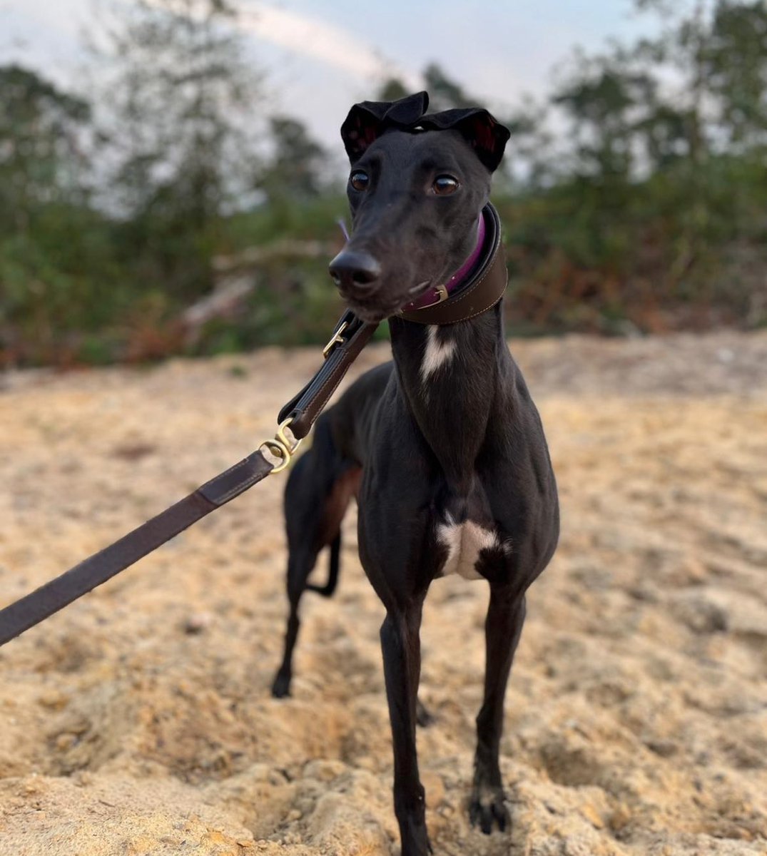 TotallyBetting's tweet photo. After her run tonight Andrew, @adachikennels and myself have decided to retire Lively Dee. Since she’s come back from her last season she doesn’t seem to be enjoying racing as much. She showed some spark last week but after tonight think it’s time to stop racing. https://t.co/krKdlyQE6D