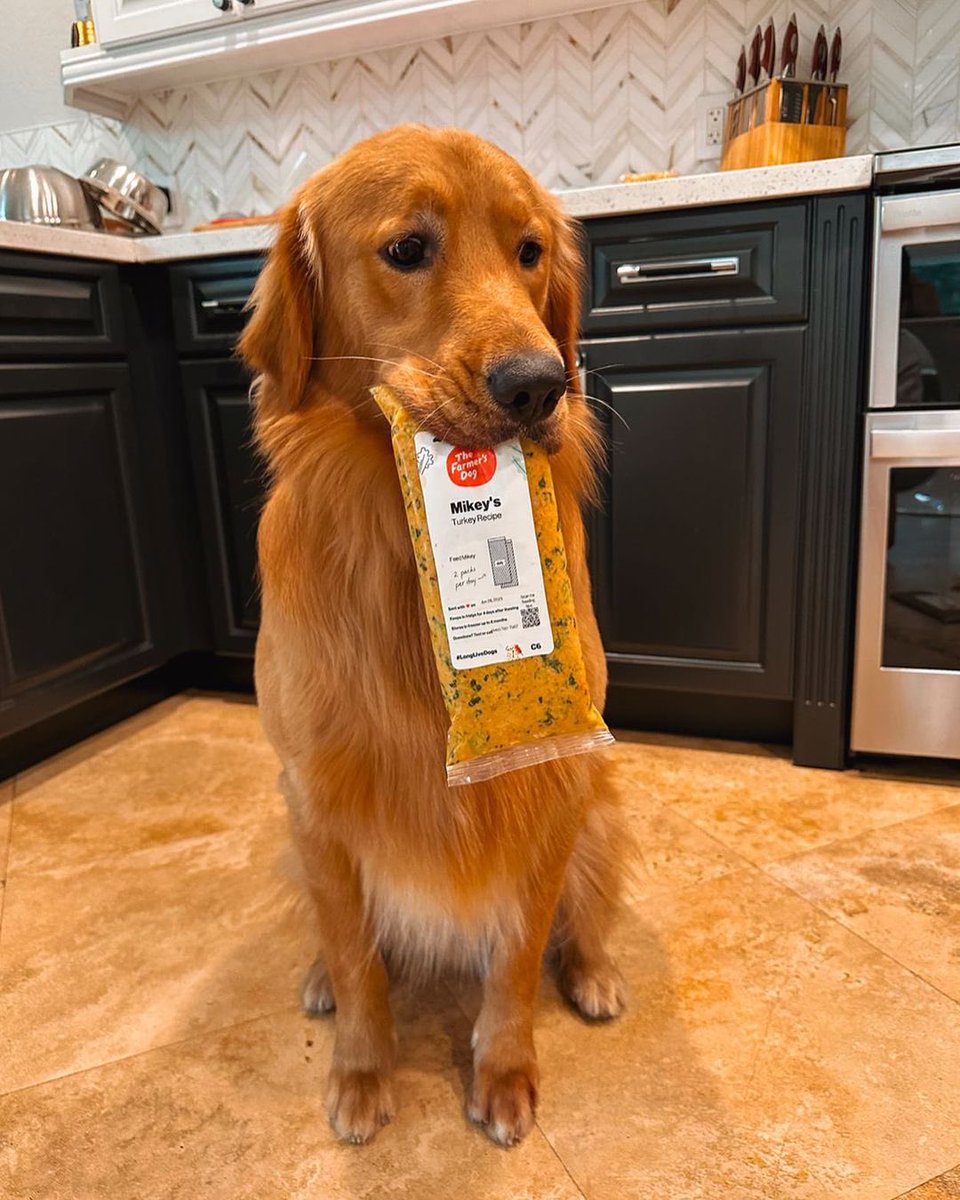 This is Mikey. He really doesn't want you to take his food. It very clearly belongs to him. Even has his name on it. But if you want your own, you can get it from @TheFarmersDog for 60% off through the link below 🧡 #partner bit.ly/3p3SABm