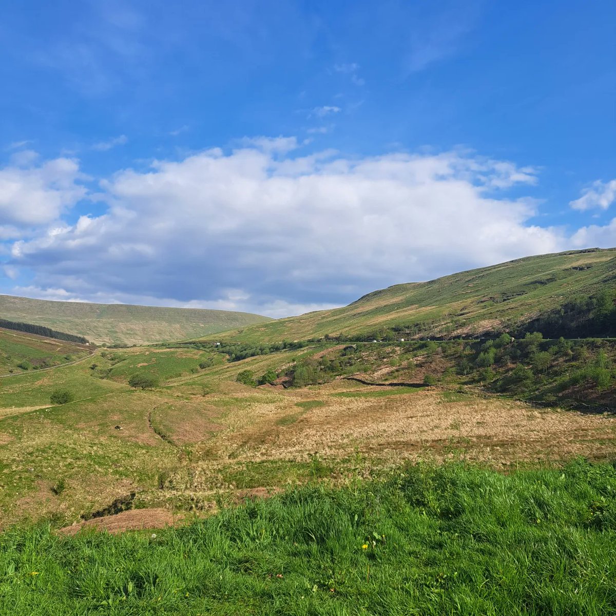 AdvisoryBlyth's tweet image. I&apos;m excited to be back in sunny Wales, doing some more EID clinics for Farming Connect Genetic Farms. These farms have asked for help to improve data capture around 8 weeks post lambing, recording body condition scores and weight to the individual animal. #Gallagher #Datacapture