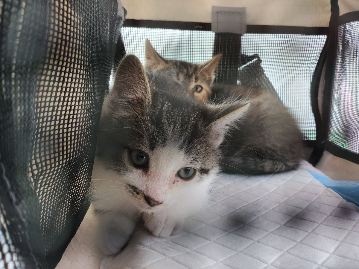 @LackadaisyFilm @MalcolmtheRay @thequeencryptid spicy potatoes update
now that recording is done, i can take them to a clinic for check up. Gonna see if they're ready for neutering along with deworming, vax, and etc. Then they'll be ready for homes.