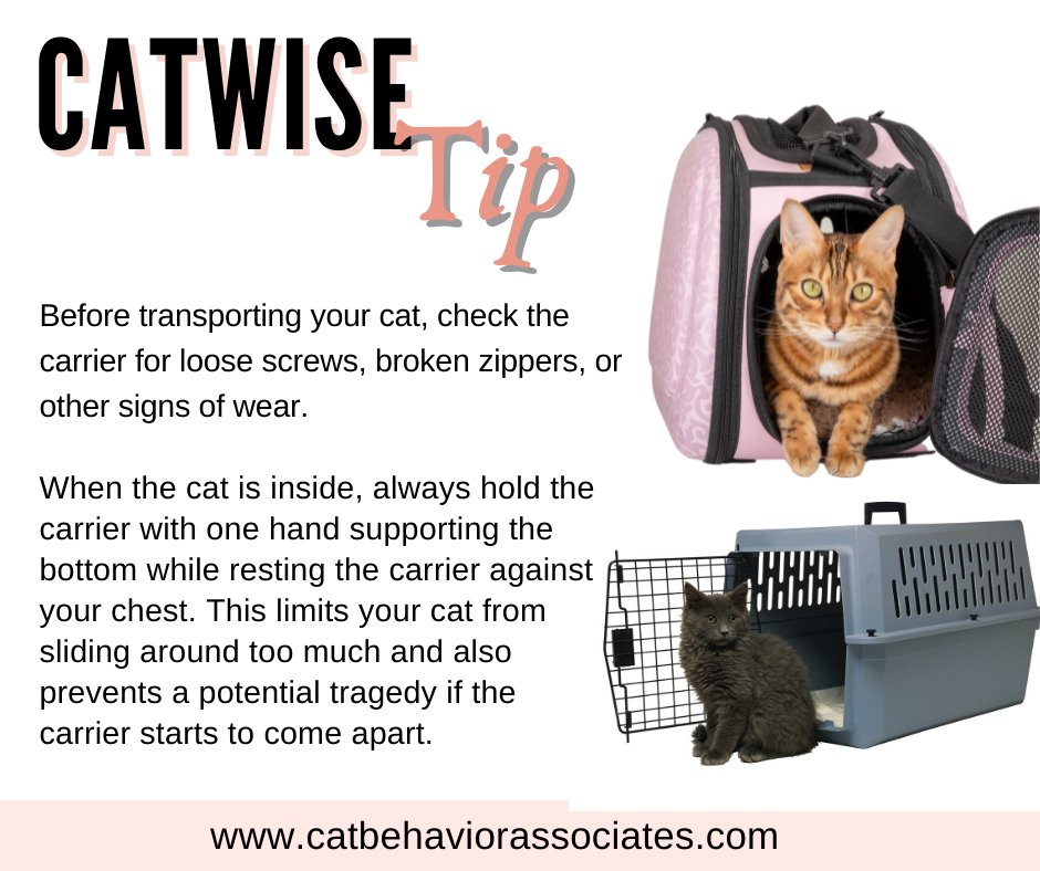 Have you done a carrier safety check recently? #catlovers #thinklikeacat #cats