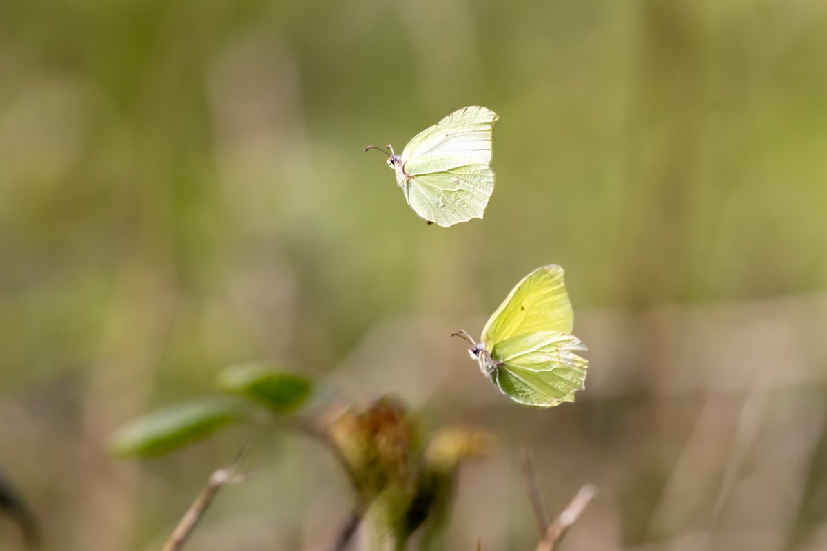 Brimstone Butterflies twisting tangos over the glades of Sussex