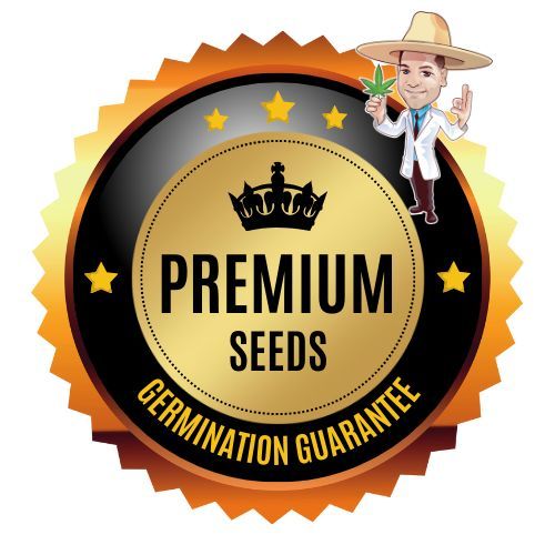Start your grow with confidence! Seed Connect offers top-notch germination guarantees on all cannabis seeds—100% assured to sprout or we replace them.