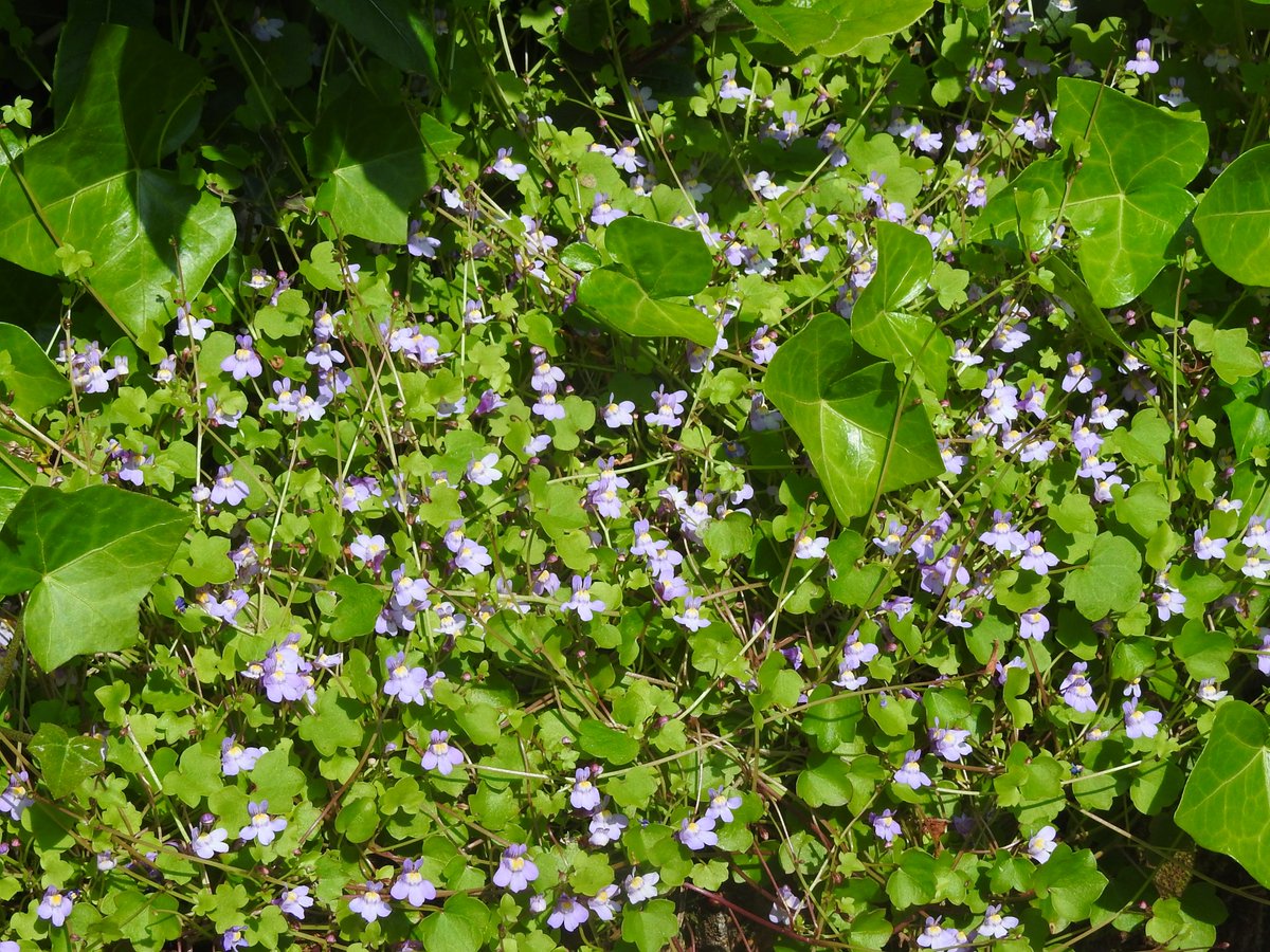 Ivy-leaved toadflax in Winchester