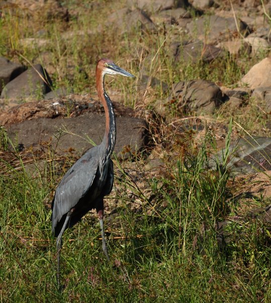The Goliath heron is the tallest in the world. It stands at 1.5 metres (5 feet) tall and before @ewenmurray77 chimes in, that's NOT taller than me.😄